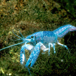Electric Blue Crayfish (Procambarus alleni) 2.00 inch