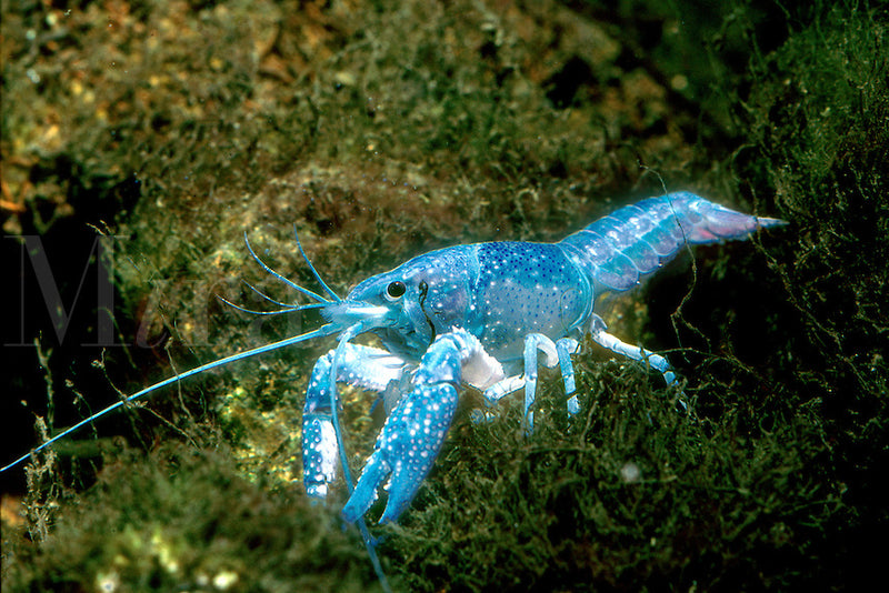 Electric Blue Crayfish (Procambarus alleni) 2.00 inch