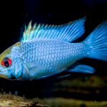 Electric Blue Ram (Mikrogeophagus ramirezi)