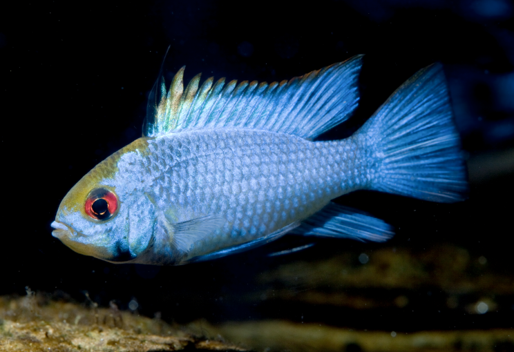 Electric Blue Ram (Mikrogeophagus ramirezi)