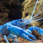 Electric Blue Crayfish (Procambarus alleni) 2.00 inch