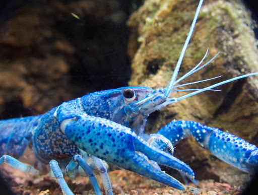 Electric Blue Crayfish (Procambarus alleni) 2.00 inch