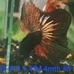 (KRID-013) BLACK COPPER ROSETAIL HALFMOON MALE BETTA