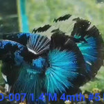 (KRID-007) BLUE BLACK AVATAR HALFMOON MALE BETTA