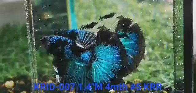 (KRID-007) BLUE BLACK AVATAR HALFMOON MALE BETTA