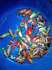 Female Betta Mixed Koi Sorority