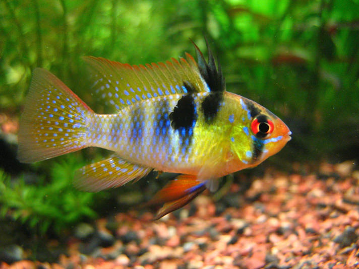 German Blue Ram ( Microgeophagus Ramirezi )