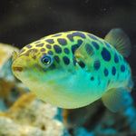 Live Freshwater Puffer Green Spotted Puffer (Tetraodon Nigroviridis)