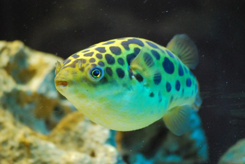 Live Freshwater Puffer Green Spotted Puffer (Tetraodon Nigroviridis)