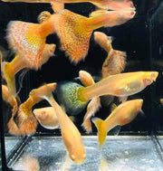 Albino King Cobra/Albino Snake Skin