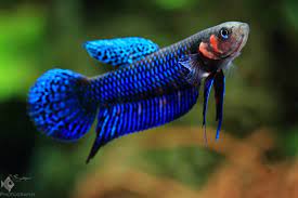 (WBP-07) Hendra wild betta