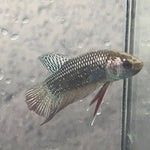 (CWB-12-C) Copper black Mahachai male