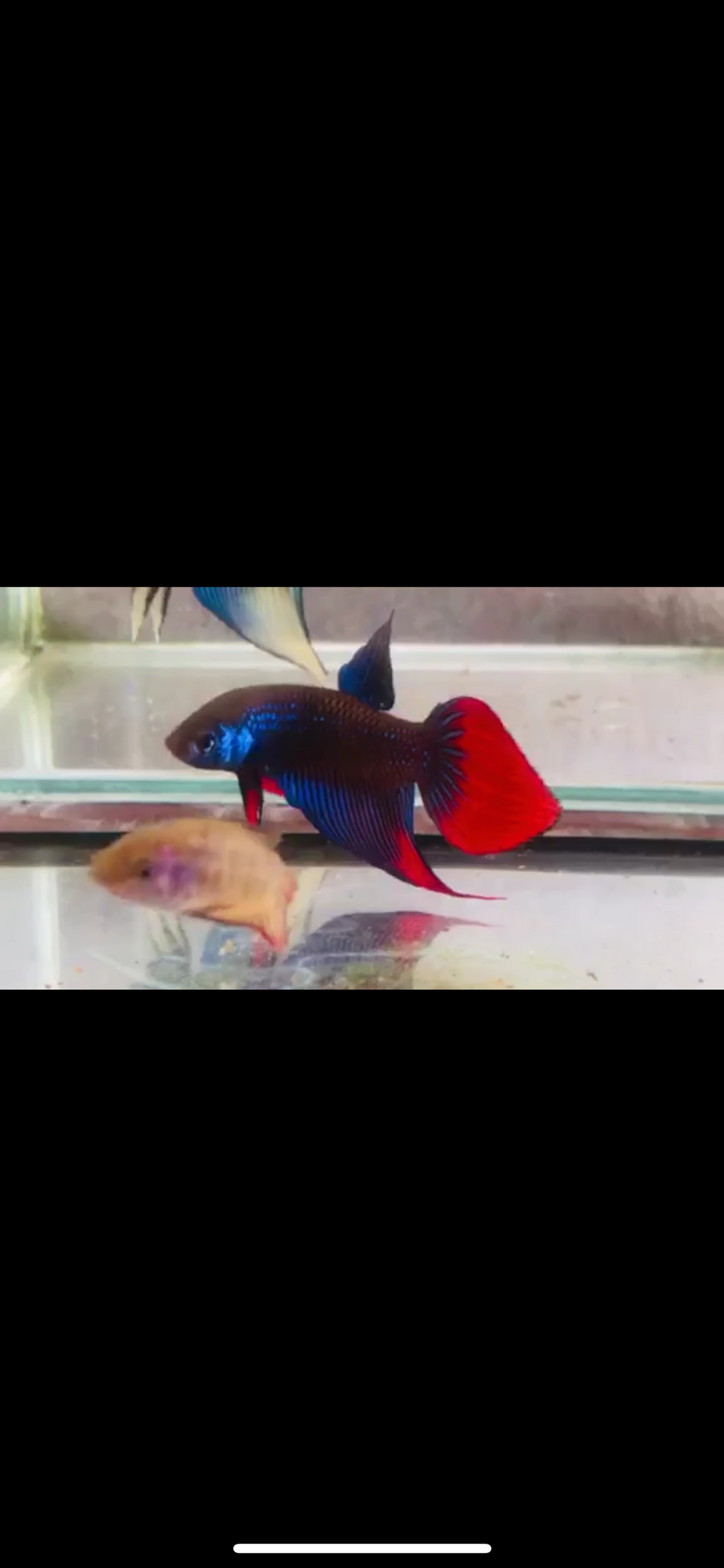 (CWB-14-BRVT) Blue Imbellis veil tail hybrid wild betta