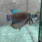 (CWB-12-GeB) Green black Mahachai wild betta male