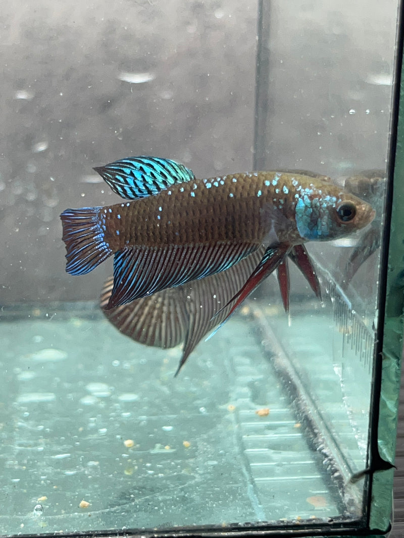 (CWB-12-GeB) Green black Mahachai wild betta male