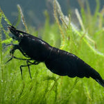 Black Shrimp