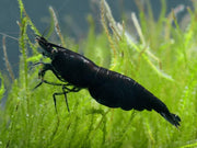 Black Shrimp