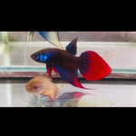 (CWB-14-BRVT) Blue Imbellis veil tail hybrid wild betta