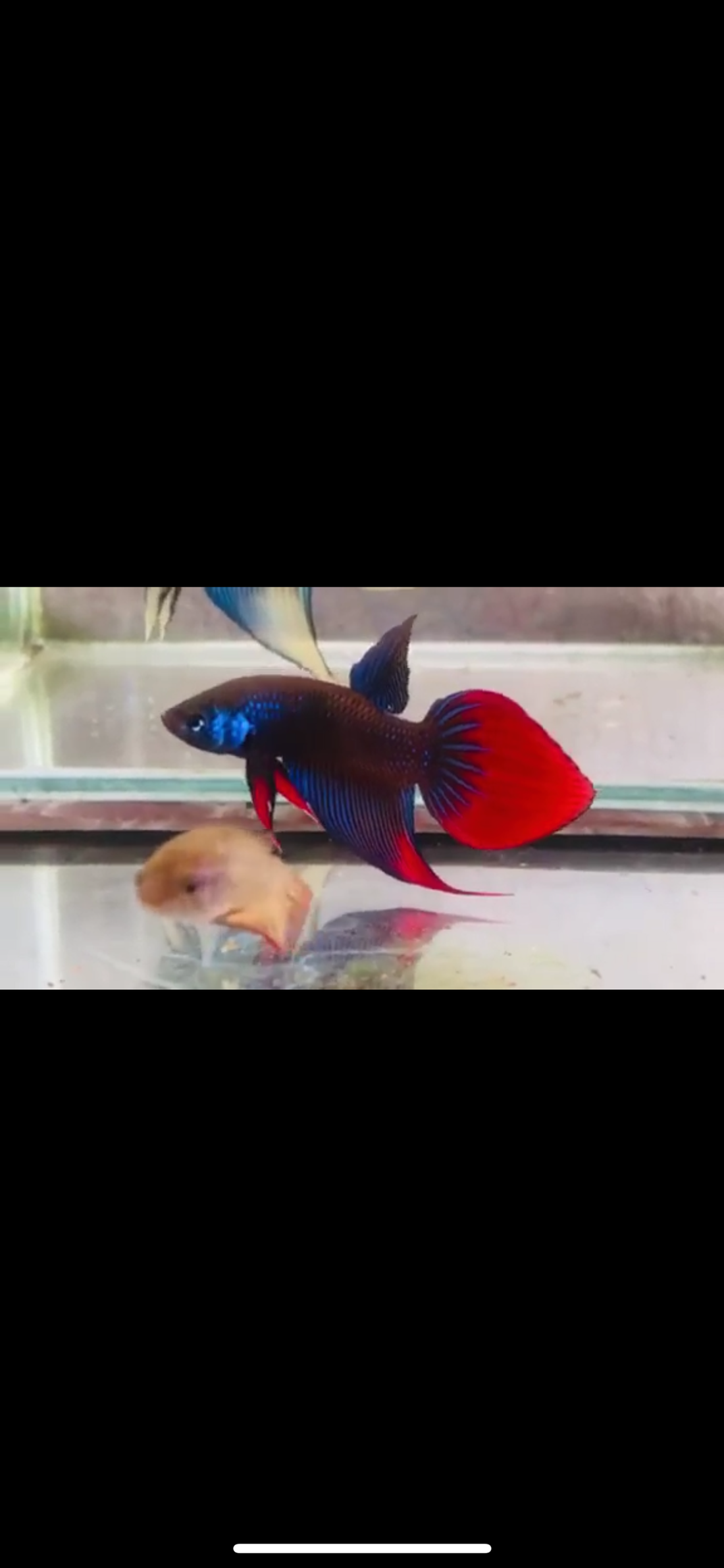 (CWB-14-BRVT) Blue Imbellis veil tail hybrid wild betta
