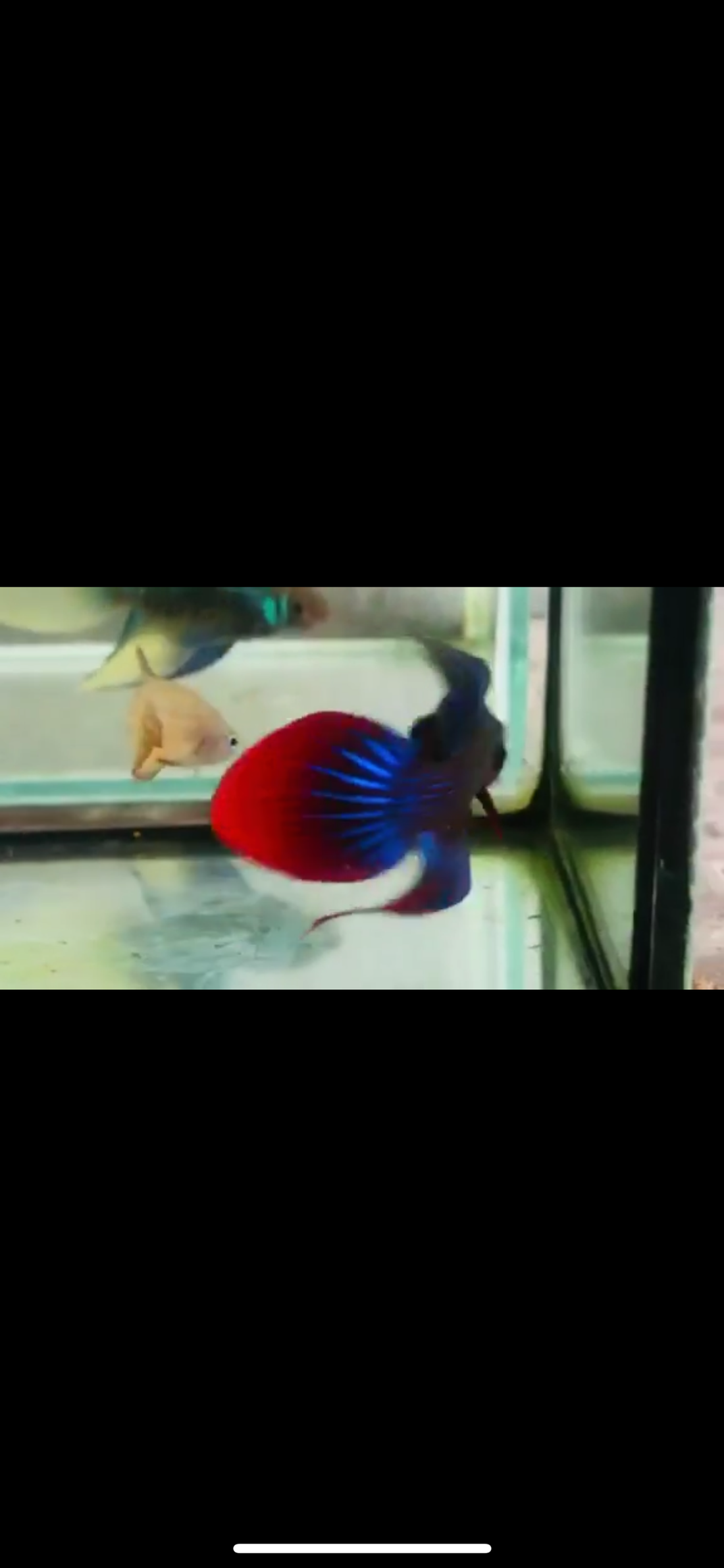 (CWB-14-BRVT) Blue Imbellis veil tail hybrid wild betta