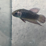 (CWB-12-C) Copper black Mahachai male