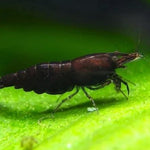 Chocolate Shrimp