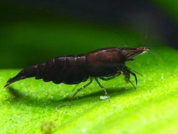 Chocolate Shrimp