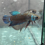 (CWB-12-GeB) Green black Mahachai wild betta male