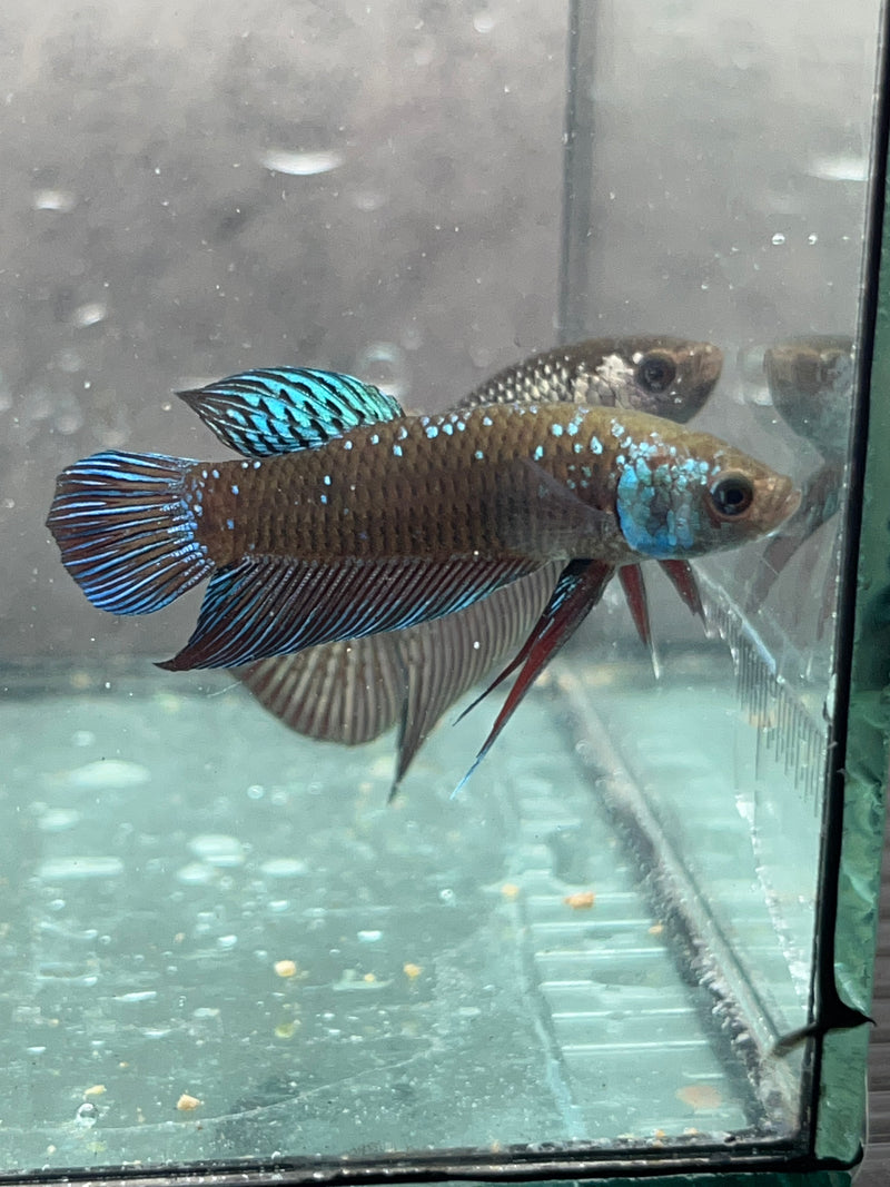 (CWB-12-GeB) Green black Mahachai wild betta male