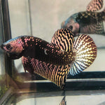 (CWB-10-CS) Copper Samurai Alien wild betta male