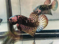 (CWB-10-CS) Copper Samurai Alien wild betta male