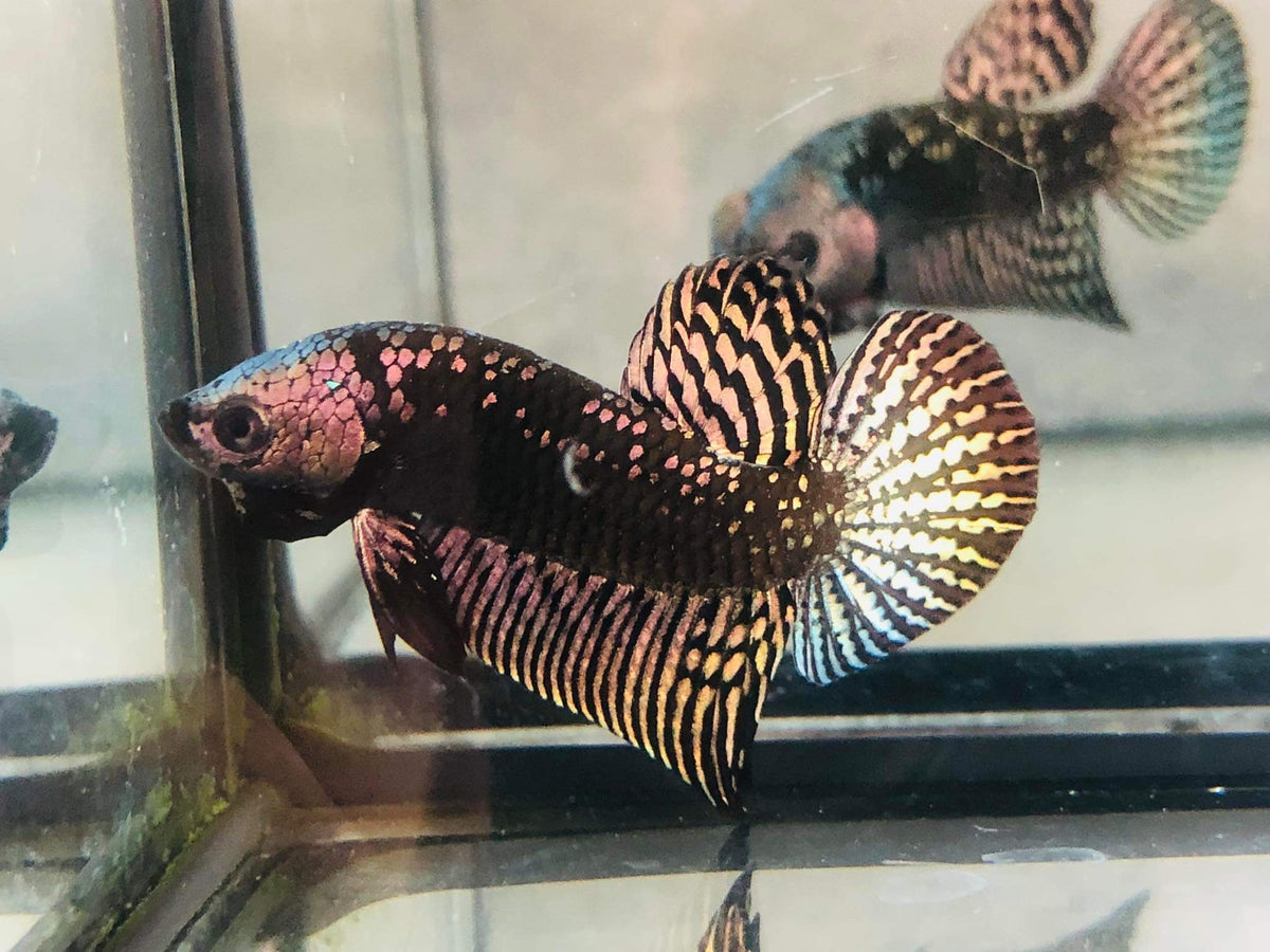 (CWB-10-CS) Copper Samurai Alien wild betta male