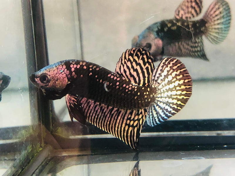 (CWB-10-CS) Copper Samurai Alien wild betta male