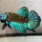 (CWB-10-GeS) Green Samurai Alien male
