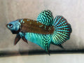 (CWB-10-GeS) Green Samurai Alien male