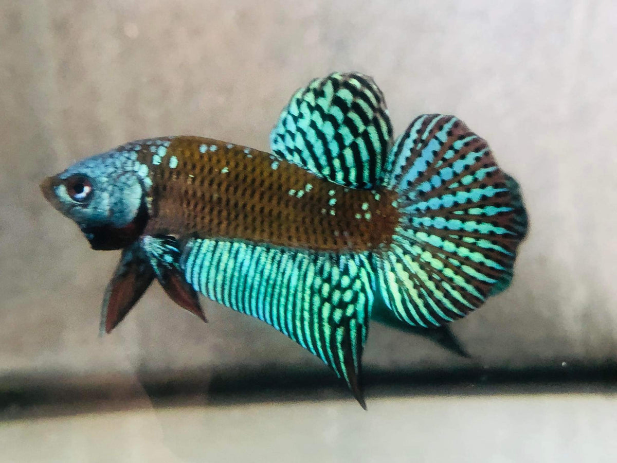 (CWB-10-GeS) Green Samurai Alien male
