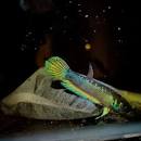 Unimaculata mini Sendawar pair