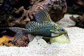 Live Freshwater Tropical Fish Featherfin Synodontis (Synodontis Euptera)
