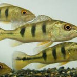 Live Freshwater Bass Ocellaris Peacock Bass 2.00 inch