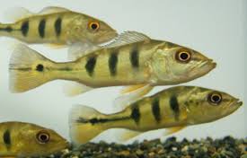 Live Freshwater Bass Ocellaris Peacock Bass 2.00 inch