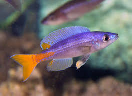 Cyprichromis leptosoma "Utinta" Sardine Cichlid (CHD-163)