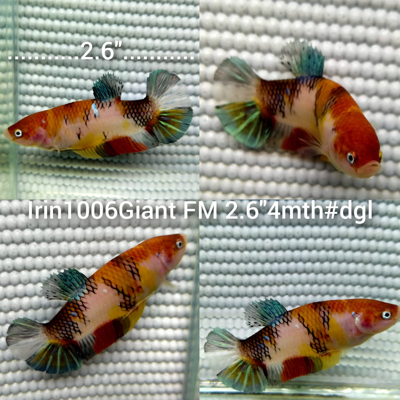 (IRIN-1006) KOI GALAXY GIANT PLAKAT FEMALE BETTA