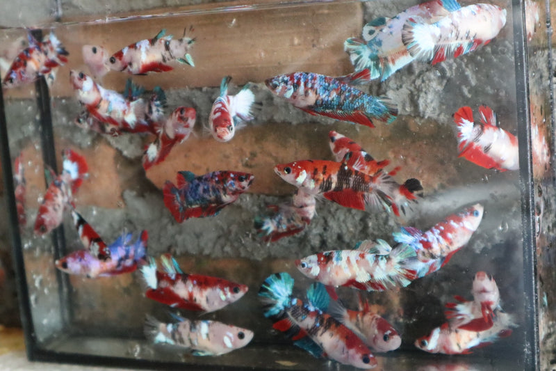 Live Betta Fish Koi Mix Color Plakat Sorority Group | BUY 4 GET 1 FREE! (CBG-001)