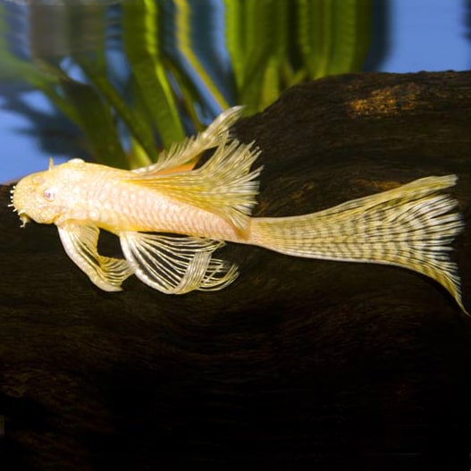 (TROP-252)Albino Longfin Bristlenose Pleco 1.00 inch