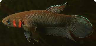 (WBP-14)Mandor wild betta