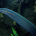Fire Eel (Mastacembelus Erythrotaenia)