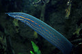 Fire Eel (Mastacembelus Erythrotaenia) 7.00 inch
