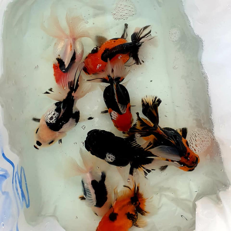 Live Fancy Goldfish Premium Select Our Choice MEDIUM SIZE BREED Special TRI Color Thai Oranda GROW UP TO 4-4.5'' BODY(CGF-038)