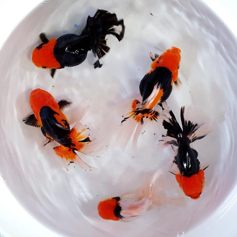 Live Fancy Goldfish Premium Select Our Choice MEDIUM SIZE BREED Special TRI Color Thai Oranda GROW UP TO 4-4.5'' BODY(CGF-038)