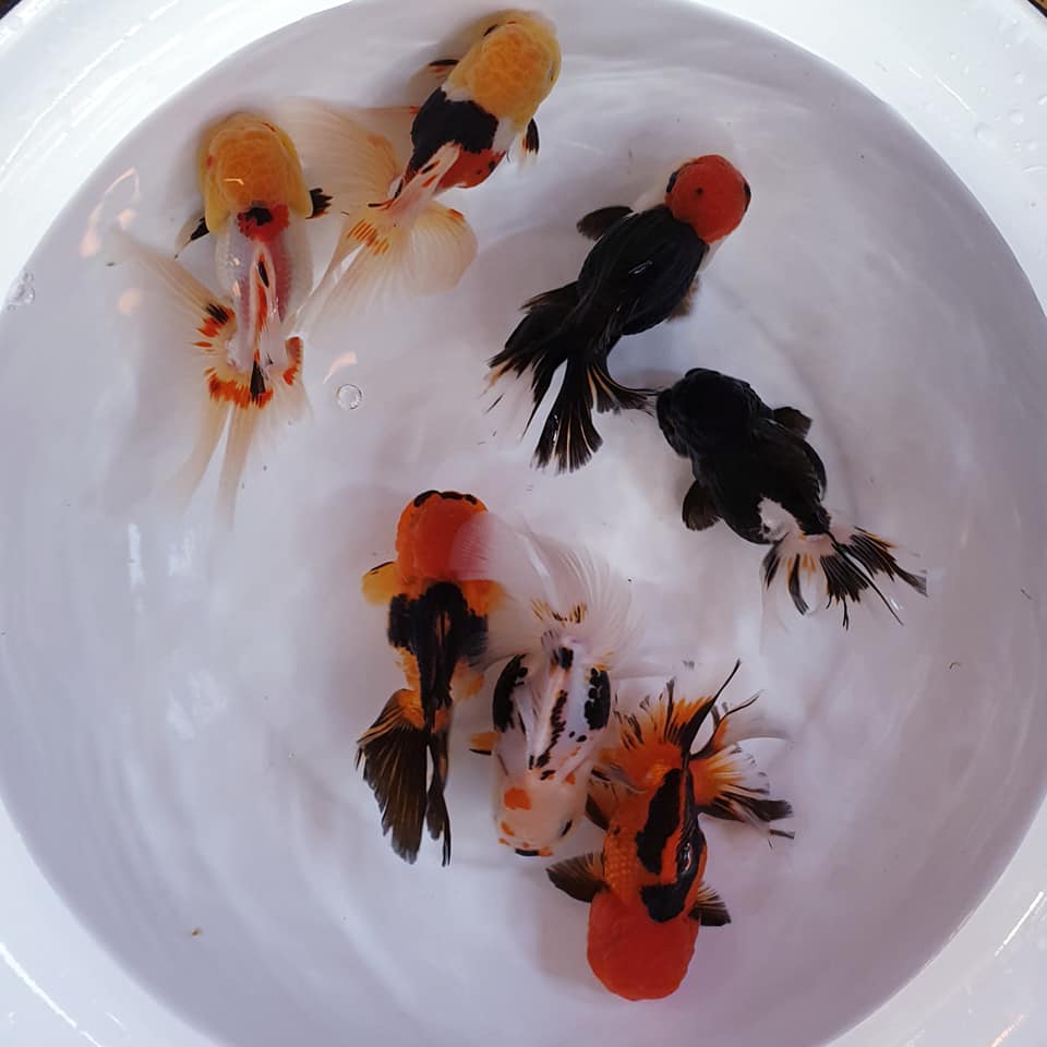 Live Fancy Goldfish Premium Select Our Choice MEDIUM SIZE BREED Special TRI Color Thai Oranda GROW UP TO 4-4.5'' BODY(CGF-038)